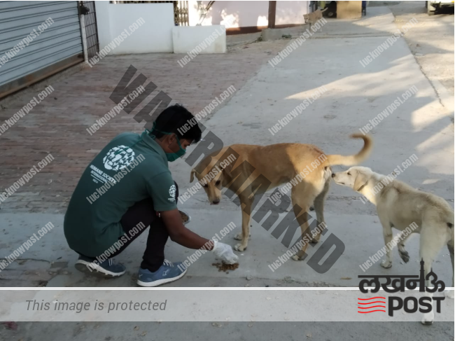 lucknow stray dogs